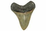 Serrated, Fossil Megalodon Tooth - North Carolina #338549-1
